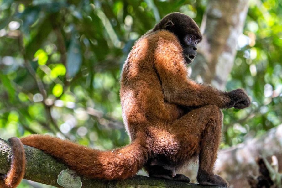Yarapa River 4-Day Amazon Expedition: Dolphins, Night Canoe, Jungle Wisdom & Wildlife Tracking