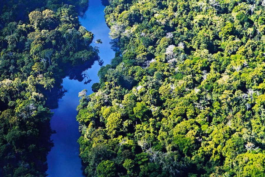 Pacaya Samiria 2-Day Amazon Expedition: Dolphins, Wildlife & Jungle Immersion